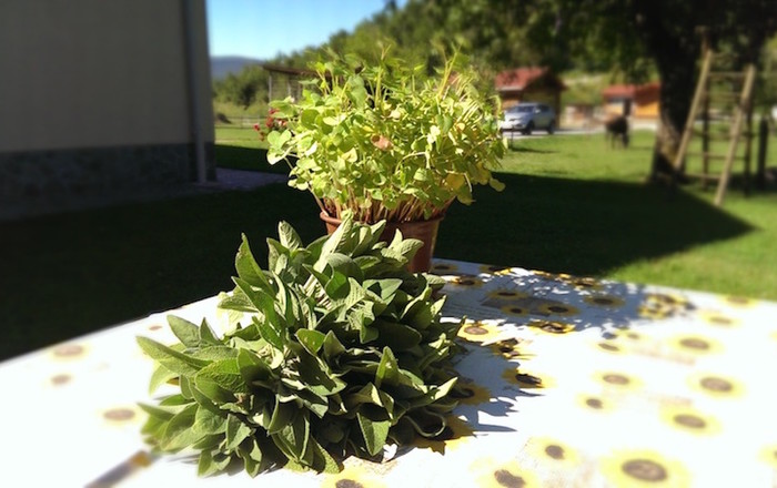 cvetoče-polici-na-domačiji-lojtrnik-