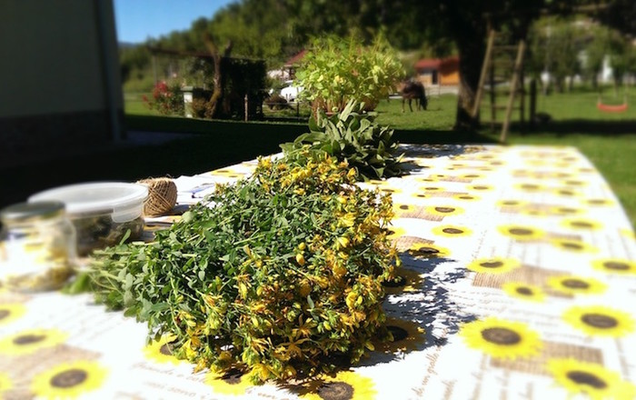 cvetoče-polici-na-domačiji-lojtrnik-