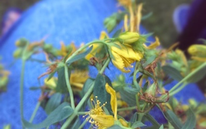 cvetoče-polici-na-domačiji-lojtrnik-