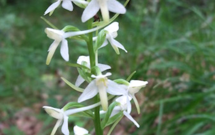 s-pohoda-na-vremscico-
