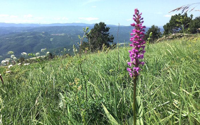 s-pohoda-na-vremscico-