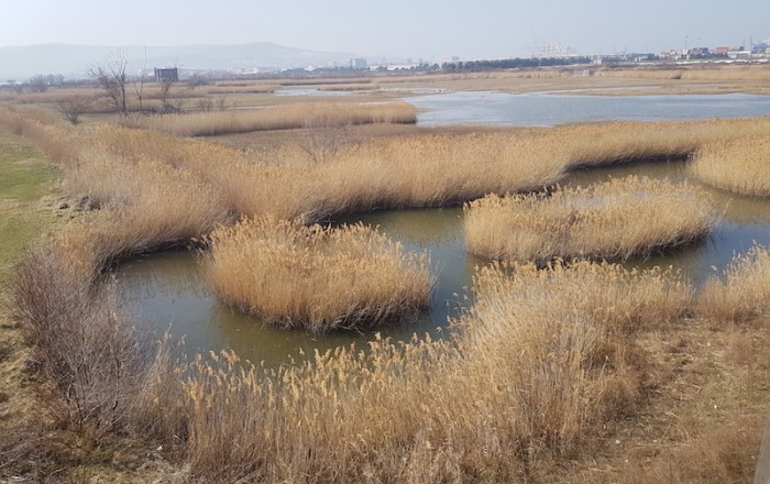 spletli-smo-peharje-iz-navadnega-trsta-