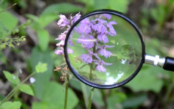 kukavičevke-v-brkinih-