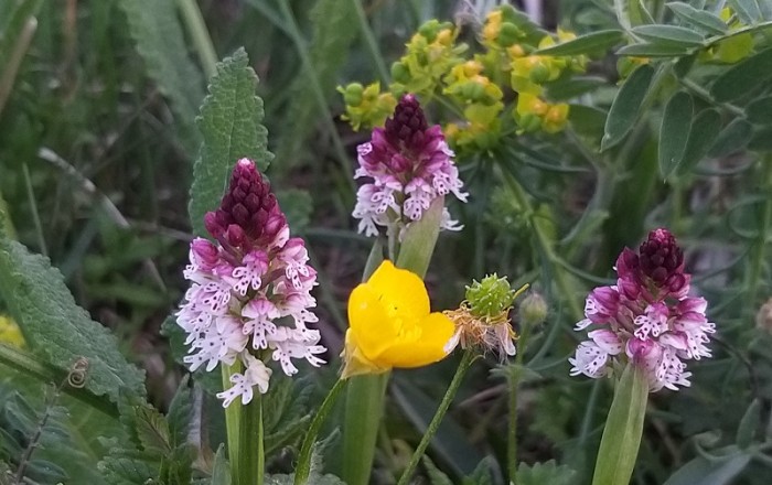 kukavičevke-v-brkinih-