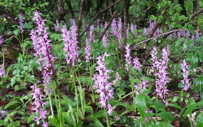 kukavičevke-v-brkinih-