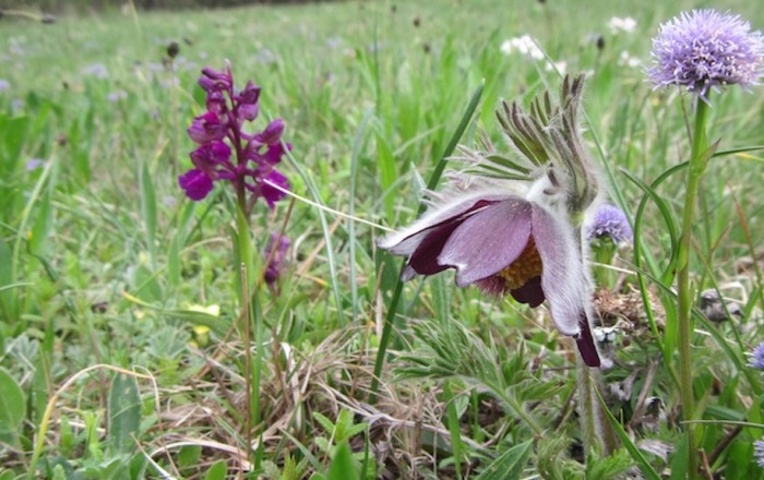 cvetoče-police-in-teden-ljubiteljske-kulture-