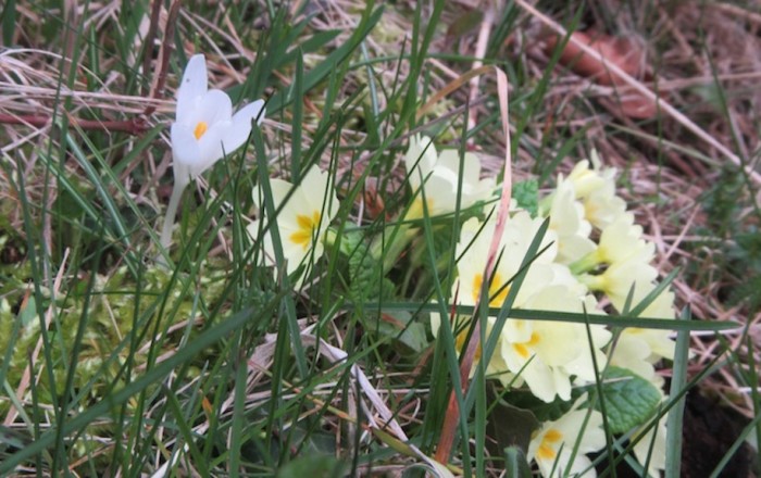 cvetoče-police-in-teden-ljubiteljske-kulture-