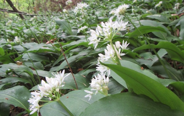 cvetoče-police-in-teden-ljubiteljske-kulture-