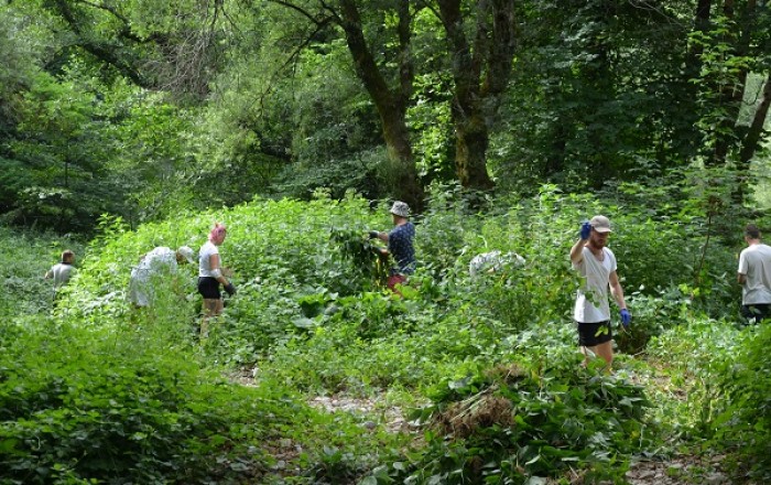 ciscenje-invazivnih-rastlin-
