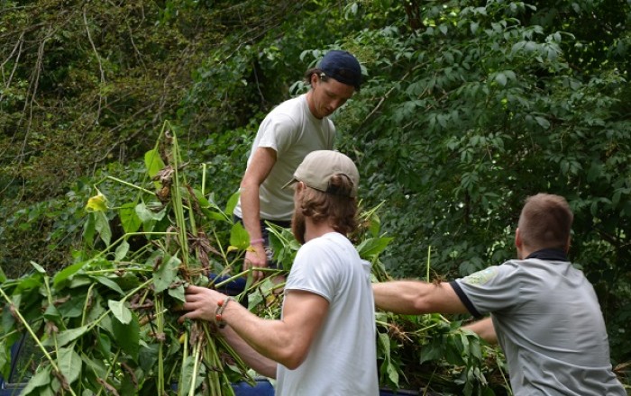 ciscenje-invazivnih-rastlin-