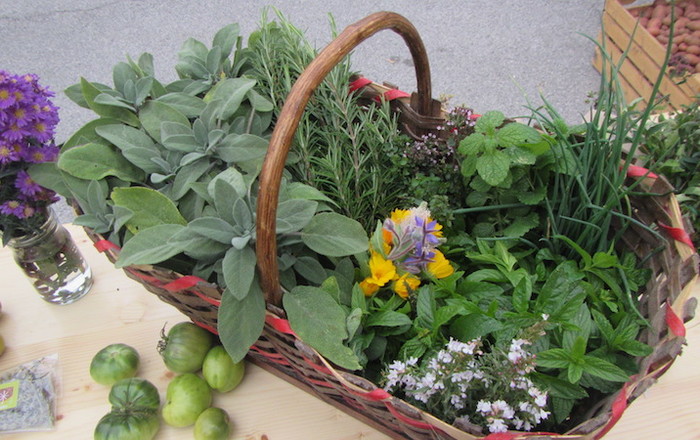 jesenska-rast-v-divaci-