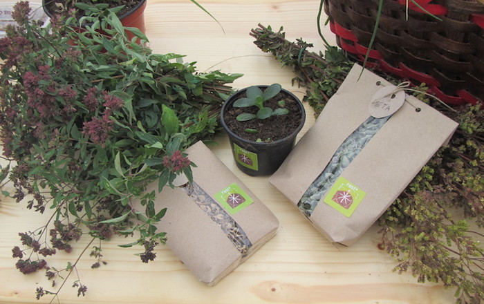 jesenska-rast-v-divaci-