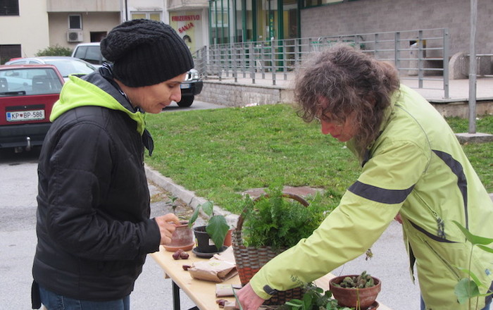 jesenska-rast-v-divaci-