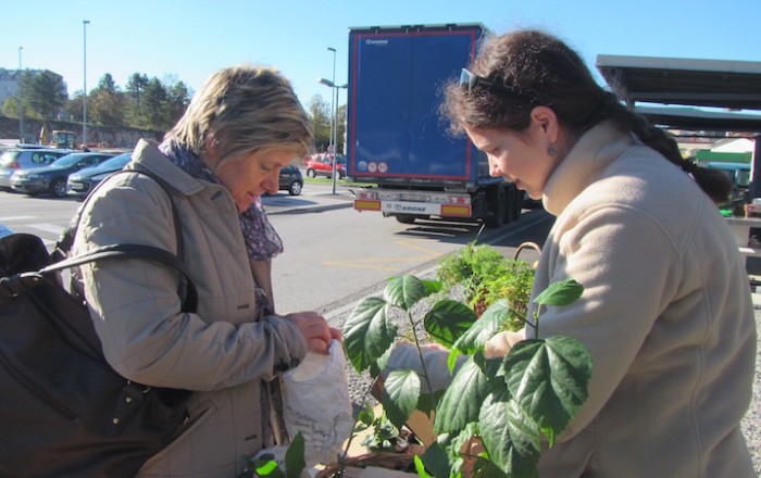 jesenska-rast-na-kozini-