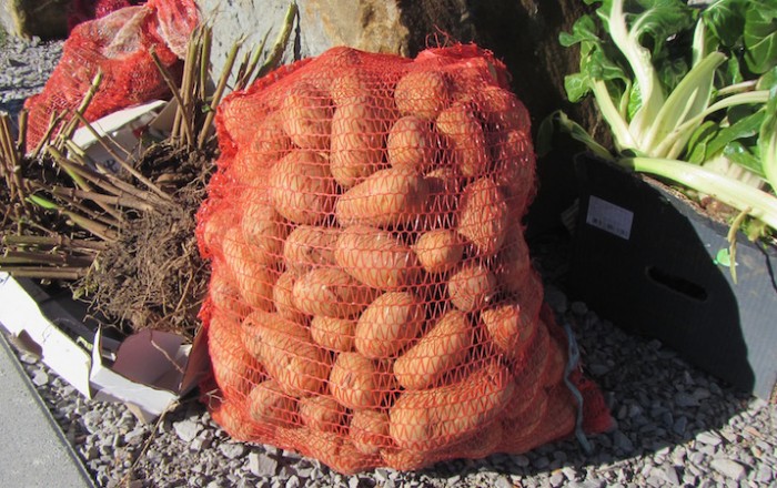 jesenska-rast-na-kozini-