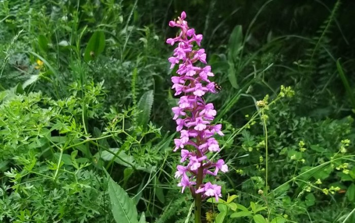 popisovanje-orhidej-