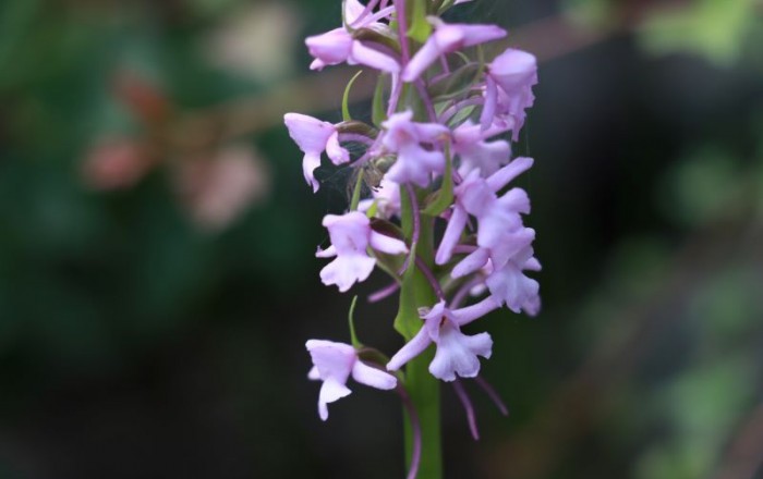 travniske-orhideje-na-gabrku-