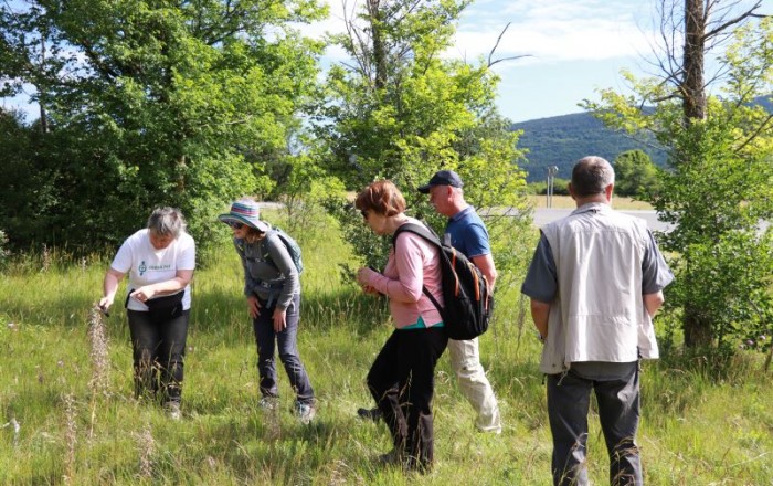 travniske-orhideje-na-gabrku-