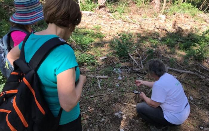 travniske-orhideje-na-gabrku-