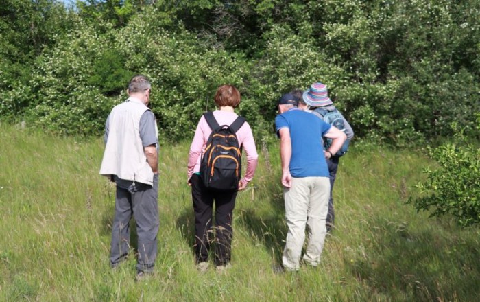 travniske-orhideje-na-gabrku-