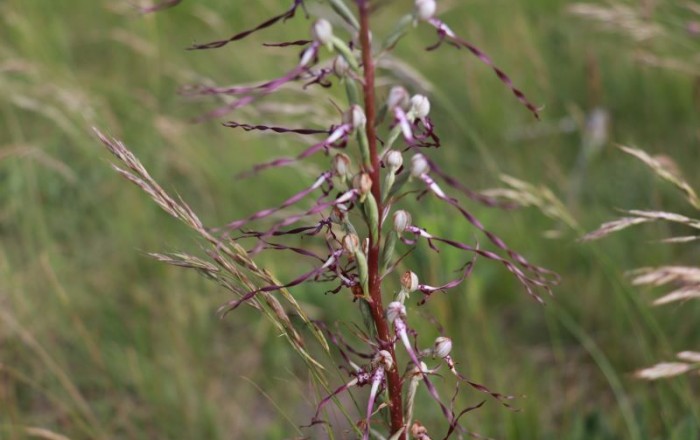 travniske-orhideje-na-gabrku-