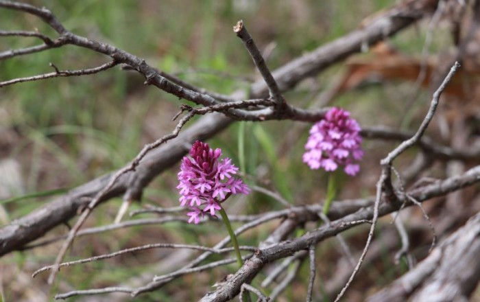 travniske-orhideje-na-gabrku-