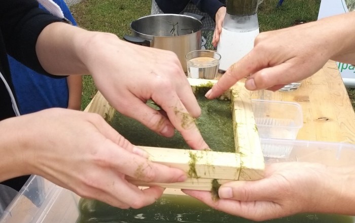 papir-iz-trave-v-rodiku-