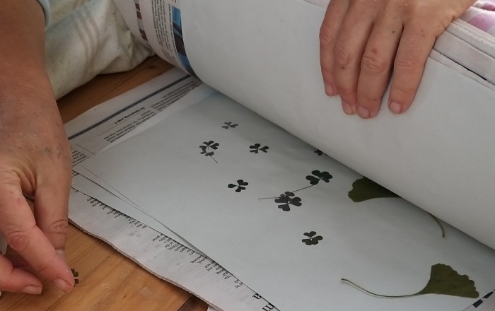 papir-iz-trave-v-rodiku-