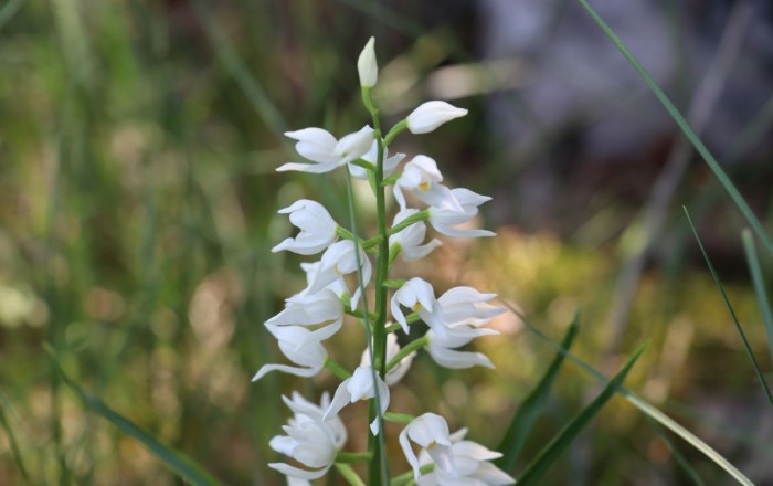 med-kukavicevkami-na-gabrku-