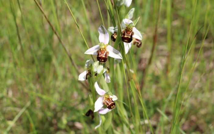 med-kukavicevkami-na-gabrku-