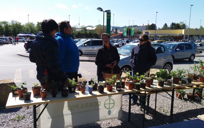 pomladanska-rast-na-kozini-