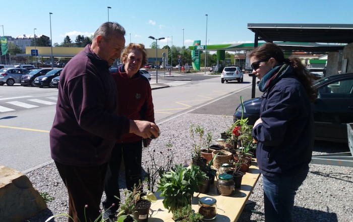 pomladanska-rast-na-kozini-